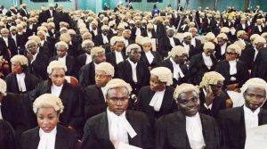 Cross-section of young lawyers