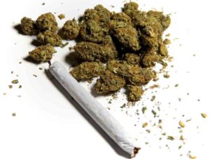 Indian Hemp