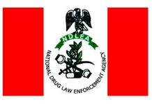 National drug law enforcement agency destroys over 25 tonnes of illicit drugs in Kebbi