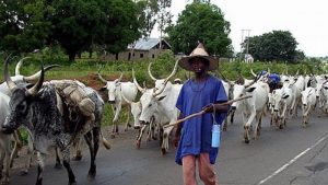 Fulani Herdsman