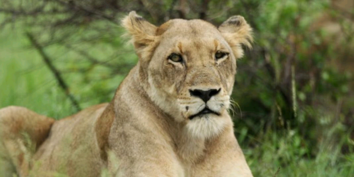 A-file-photo-of-a-Lion-1068x534
