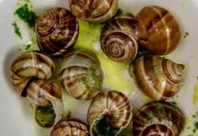 French Farm Reports Theft of Snails Valued at Ninety Thousand Euros
