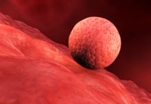 Scientists create replica human womb lining and implant early-stage embryos