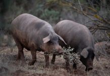 China To Impose Anti-Dumping Duties On EU Pork For Five Years