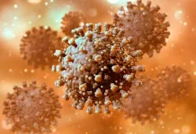 Spain searches lab in hunt for African swine fever source