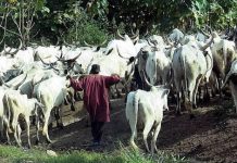 President Bola Tinubu Calls For Stronger Measures To Address Farmer–Herder Conflicts