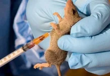 Doctor dies treating Lassa fever as Nigerian Association of Resident Doctors blames failing health system